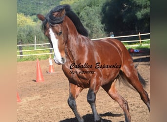 PRE Mestizo, Caballo castrado, 7 años, 159 cm, Castaño