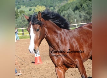 PRE Mestizo, Caballo castrado, 7 años, 159 cm, Castaño