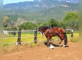 PRE Mestizo, Caballo castrado, 7 años, 159 cm, Castaño