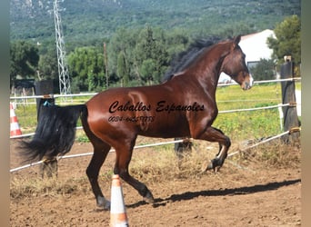 PRE Mestizo, Caballo castrado, 7 años, 159 cm, Castaño