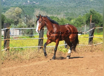 PRE Mestizo, Caballo castrado, 7 años, 159 cm, Castaño