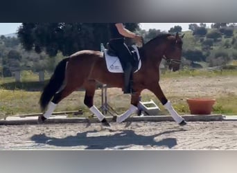 PRE Mestizo, Caballo castrado, 7 años, 159 cm, Castaño rojizo