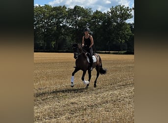 PRE Mestizo, Caballo castrado, 7 años, 160 cm, Negro