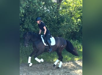 PRE Mestizo, Caballo castrado, 7 años, 160 cm, Negro