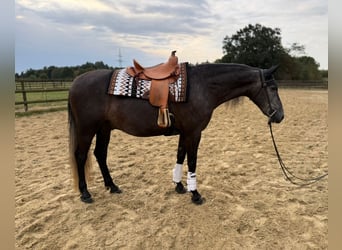 PRE Mestizo, Caballo castrado, 7 años, 160 cm, Tordillo negro
