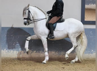 PRE Mestizo, Caballo castrado, 7 años, 160 cm, Tordo