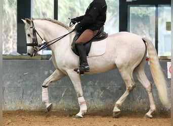 PRE Mestizo, Caballo castrado, 7 años, 160 cm, Tordo