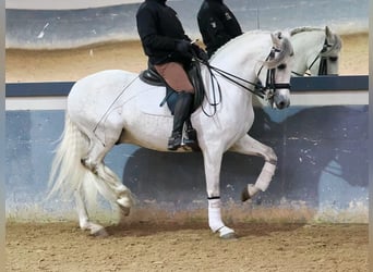 PRE Mestizo, Caballo castrado, 7 años, 160 cm, Tordo