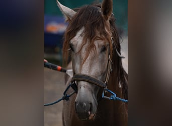 PRE, Caballo castrado, 7 años, 160 cm, Tordo ruano