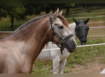 PRE, Caballo castrado, 7 años, 160 cm, Tordo ruano