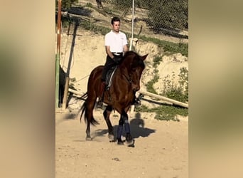 PRE Mestizo, Caballo castrado, 7 años, 161 cm, Castaño rojizo