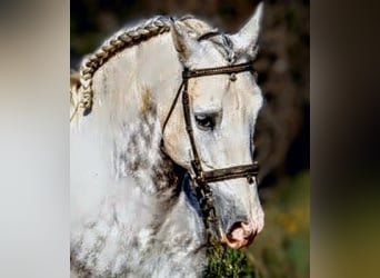 PRE Mestizo, Caballo castrado, 7 años, 161 cm, Tordo