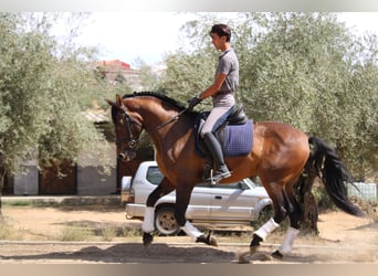PRE Mestizo, Caballo castrado, 7 años, 162 cm, Castaño