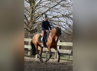 PRE Mestizo, Caballo castrado, 7 años, 162 cm, Castaño