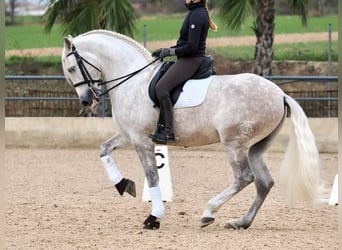 PRE Mestizo, Caballo castrado, 7 años, 162 cm, Tordo