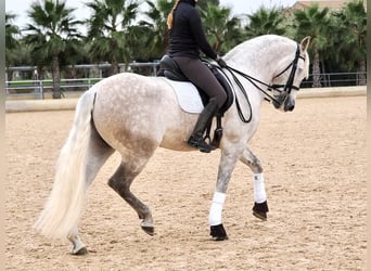 PRE Mestizo, Caballo castrado, 7 años, 162 cm, Tordo