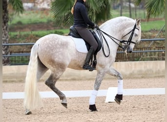 PRE Mestizo, Caballo castrado, 7 años, 162 cm, Tordo