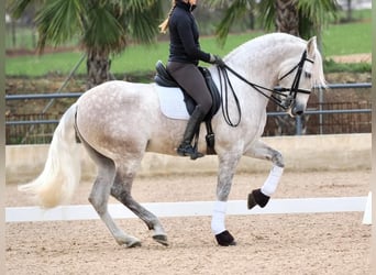 PRE Mestizo, Caballo castrado, 7 años, 162 cm, Tordo