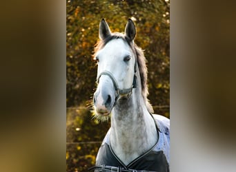 PRE Mestizo, Caballo castrado, 7 años, 162 cm, Tordo picazo