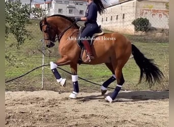 PRE Mestizo, Caballo castrado, 7 años, 163 cm, Castaño