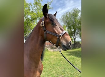 PRE Mestizo, Caballo castrado, 7 años, 163 cm, Castaño