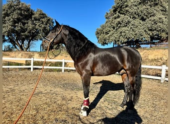 PRE Mestizo, Caballo castrado, 7 años, 163 cm, Castaño oscuro