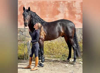 PRE Mestizo, Caballo castrado, 7 años, 163 cm, Castaño oscuro