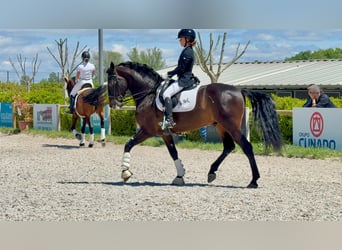 PRE Mestizo, Caballo castrado, 7 años, 163 cm, Castaño oscuro
