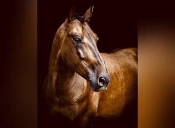 PRE Mestizo, Caballo castrado, 7 años, 163 cm, Castaño oscuro