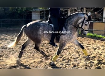 PRE Mestizo, Caballo castrado, 7 años, 163 cm, Tordo