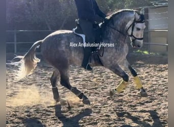 PRE Mestizo, Caballo castrado, 7 años, 163 cm, Tordo