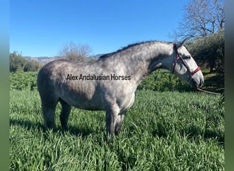 PRE Mestizo, Caballo castrado, 7 años, 163 cm, Tordo