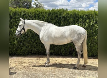 PRE Mestizo, Caballo castrado, 7 años, 163 cm, Tordo