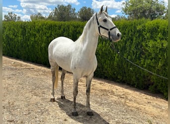 PRE Mestizo, Caballo castrado, 7 años, 163 cm, Tordo