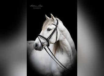 PRE Mestizo, Caballo castrado, 7 años, 163 cm, Tordo