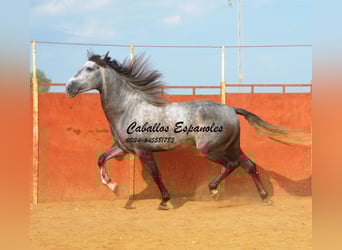 PRE, Caballo castrado, 7 años, 163 cm, Tordo rodado