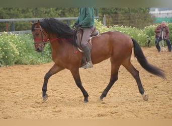 PRE, Caballo castrado, 7 años, 164 cm, Castaño