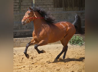 PRE, Caballo castrado, 7 años, 164 cm, Castaño
