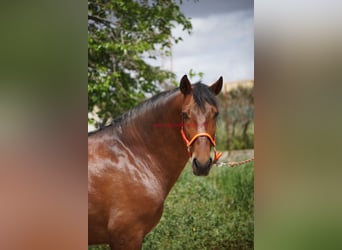 PRE, Caballo castrado, 7 años, 164 cm, Castaño