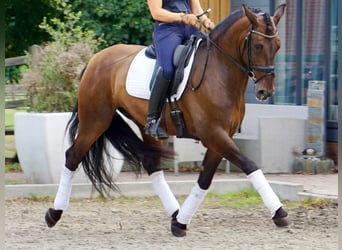 PRE Mestizo, Caballo castrado, 7 años, 164 cm, Castaño