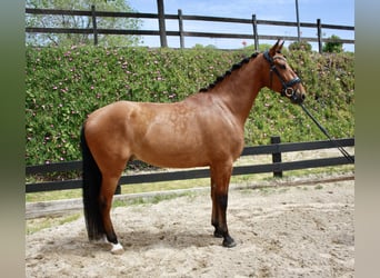 PRE, Caballo castrado, 7 años, 164 cm, Castaño rojizo