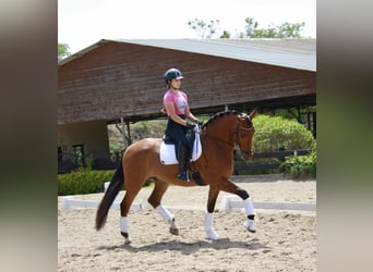 PRE, Caballo castrado, 7 años, 164 cm, Castaño rojizo