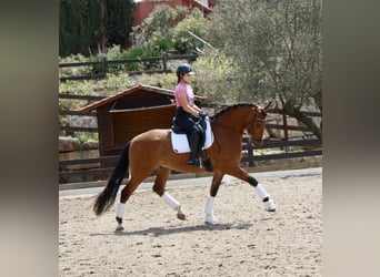 PRE, Caballo castrado, 7 años, 164 cm, Castaño rojizo