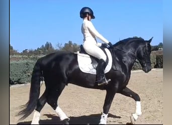 PRE Mestizo, Caballo castrado, 7 años, 164 cm, Negro