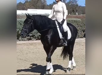 PRE Mestizo, Caballo castrado, 7 años, 164 cm, Negro