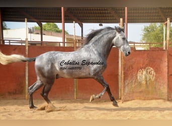 PRE, Caballo castrado, 7 años, 164 cm, Tordillo negro