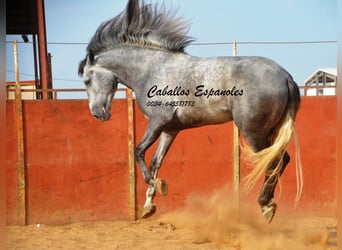 PRE, Caballo castrado, 7 años, 164 cm, Tordillo negro