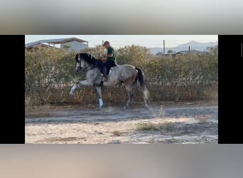 PRE, Caballo castrado, 7 años, 164 cm, Tordo