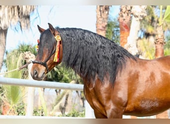 PRE Mestizo, Caballo castrado, 7 años, 165 cm, Castaño oscuro