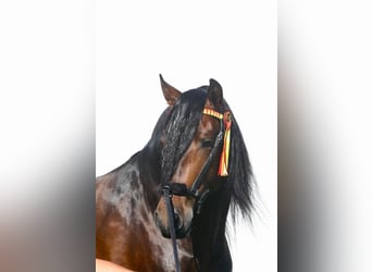 PRE Mestizo, Caballo castrado, 7 años, 165 cm, Castaño oscuro